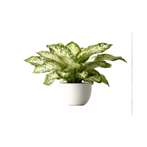 Ficus Alii houseplant 2